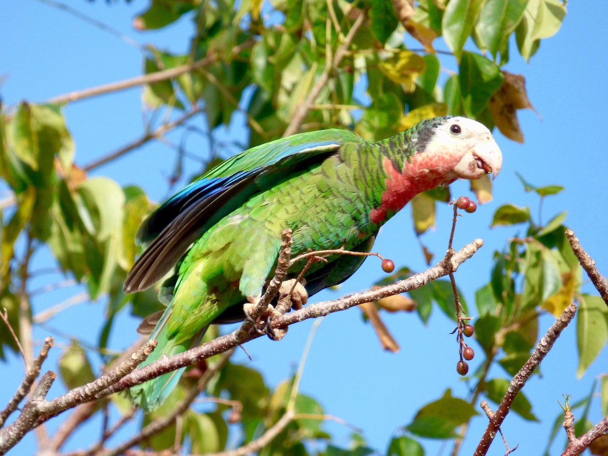 Cuban Parrot (Bahamas) - Rich Bayldon