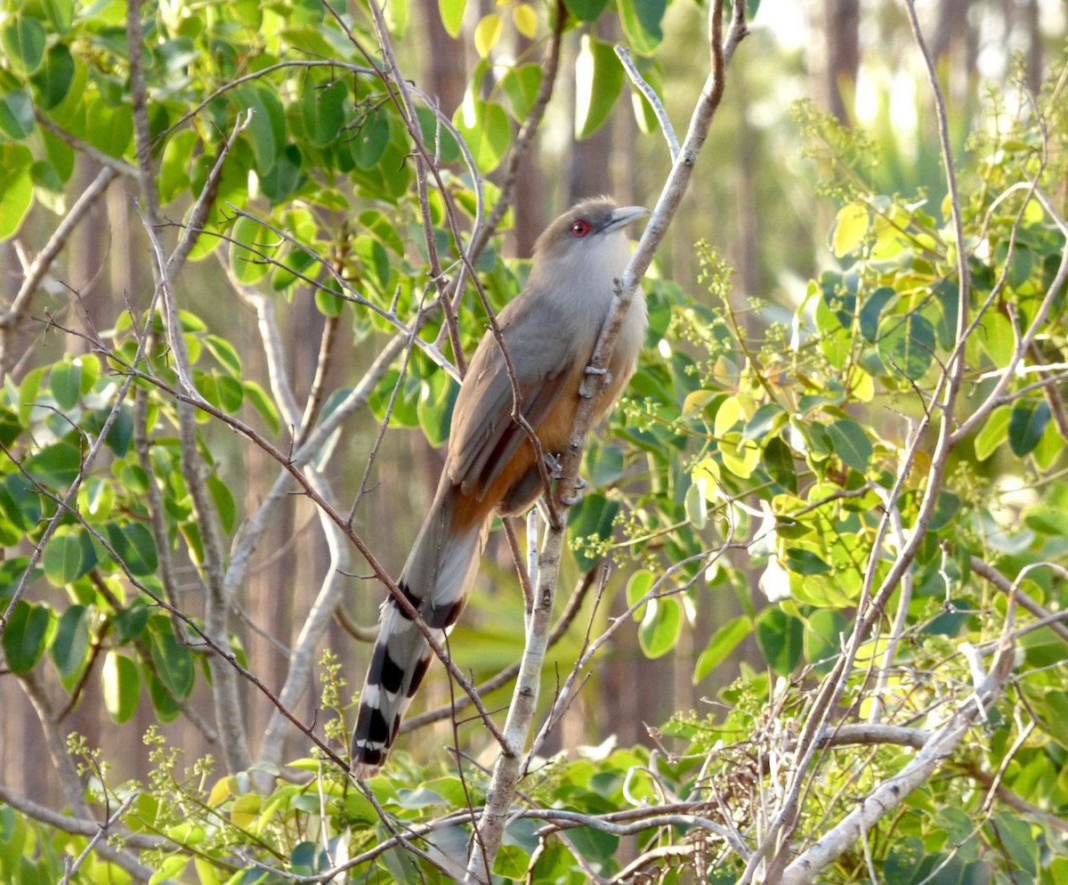 Great Lizard-Cuckoo (Bahamas) - Rich Bayldon