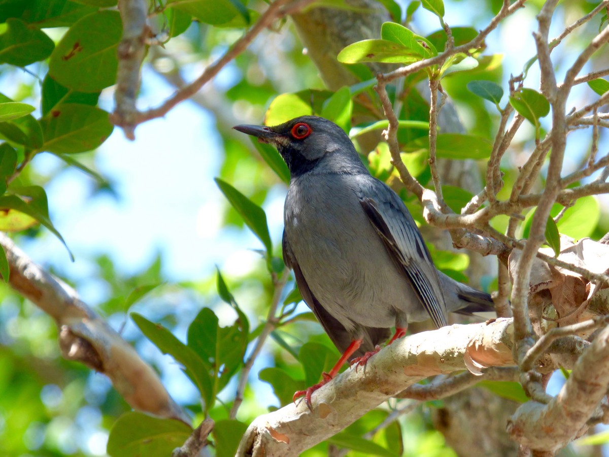 Red-legged Thrush (Bahamas) - Rich Bayldon
