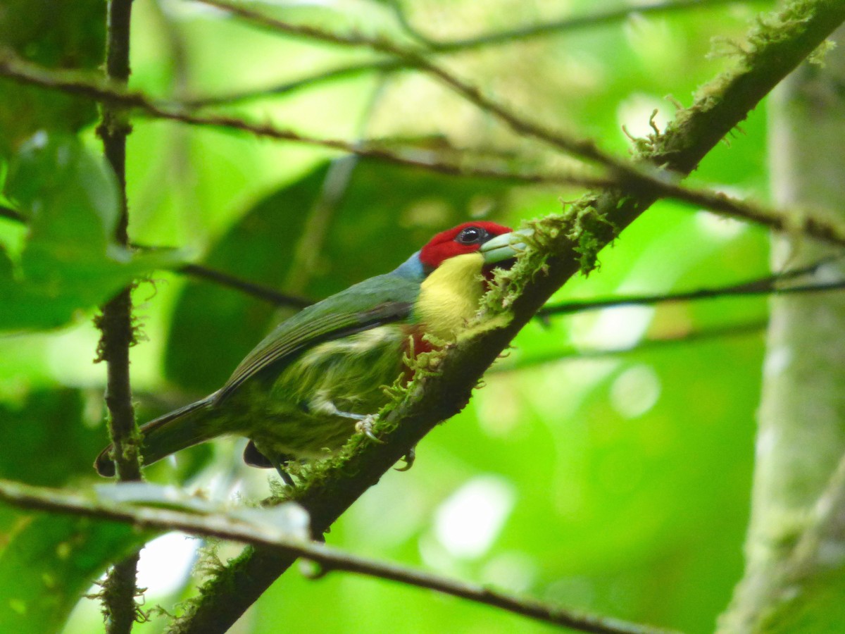 Versicolored Barbet (Blue-cowled) - Rich Bayldon