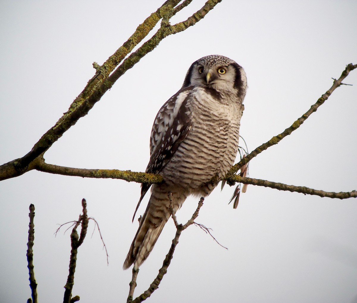 Northern Hawk Owl (Eurasian) - Rich Bayldon