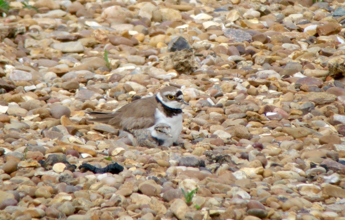 Little Ringed Plover (curonicus) - Rich Bayldon