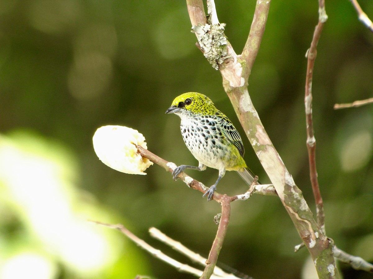 Speckled Tanager - Rich Bayldon