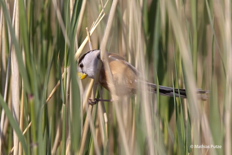 Reed Parrotbill (Northern) - ML204273131