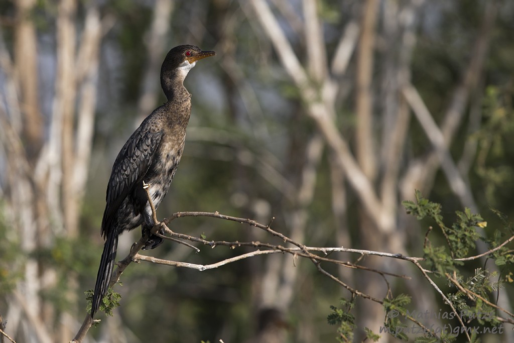 Long-tailed Cormorant - ML204273151