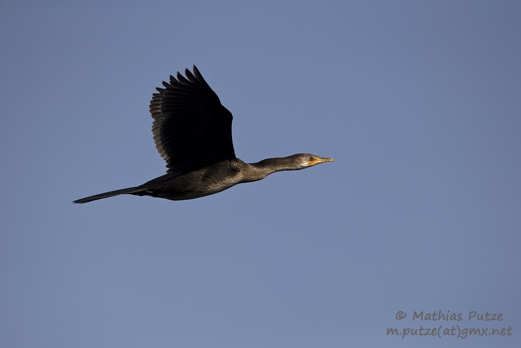 Long-tailed Cormorant - Mathias Putze