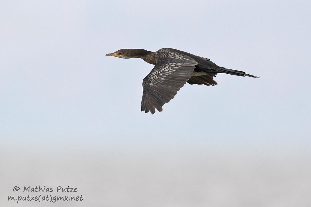 Long-tailed Cormorant - Mathias Putze