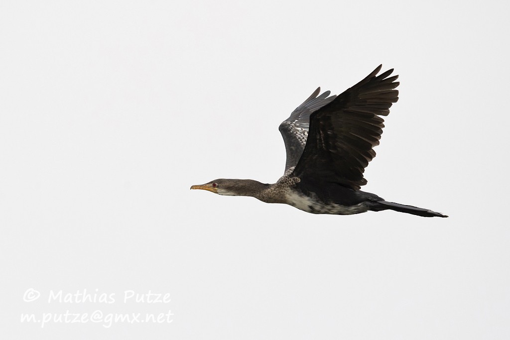 Long-tailed Cormorant - ML204273181