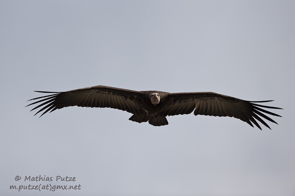 Hooded Vulture - Mathias Putze