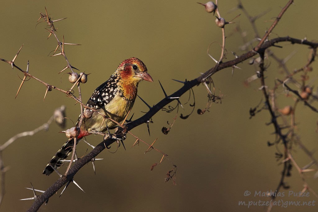 Red-and-yellow Barbet - Mathias Putze