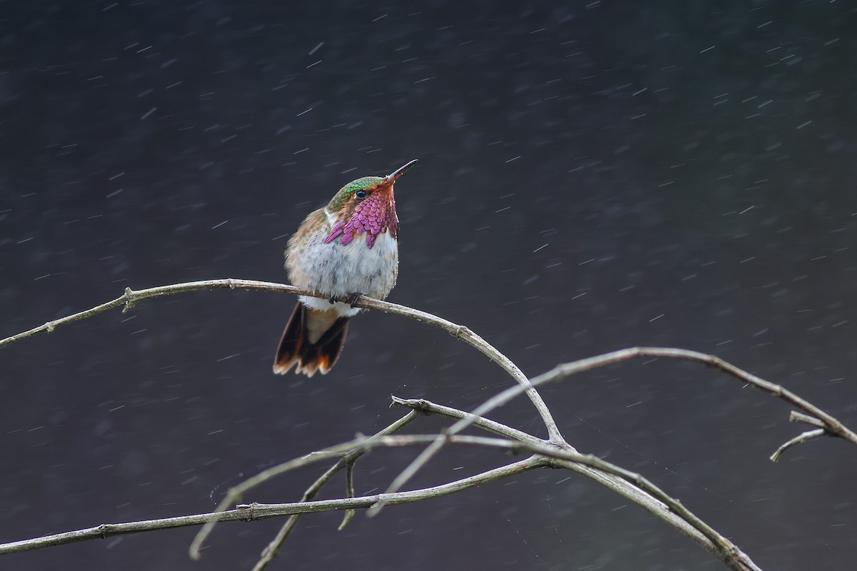 Volcano Hummingbird (Purple-throated) - ML204273491