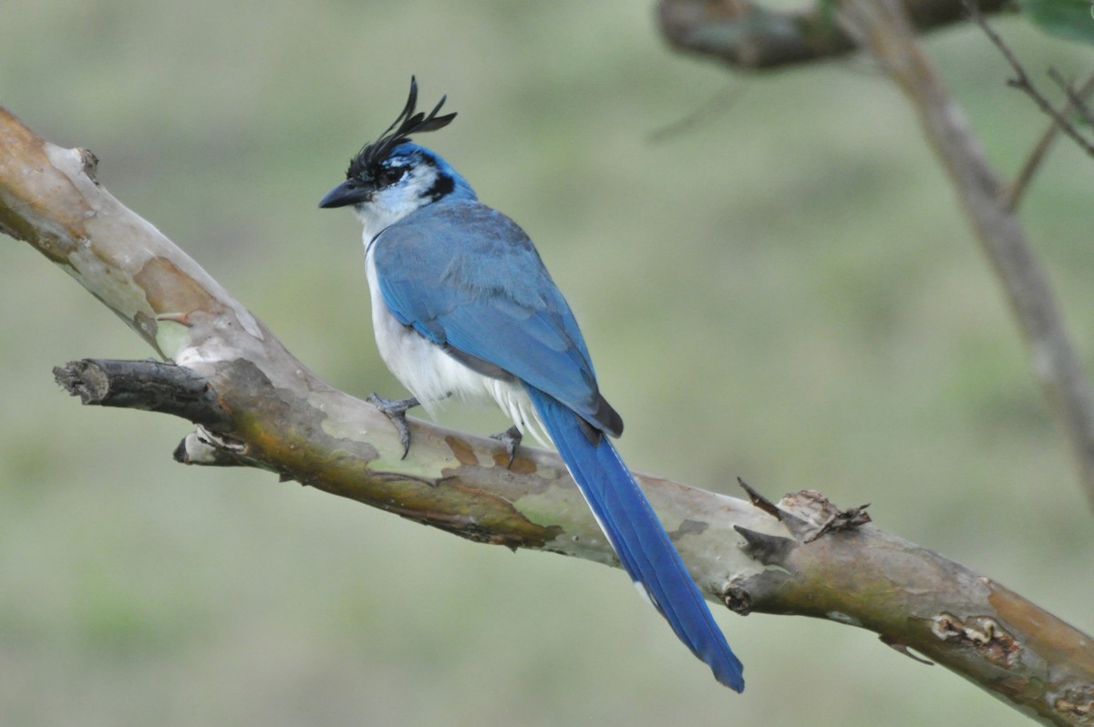 White-throated Magpie-Jay - ML204273701