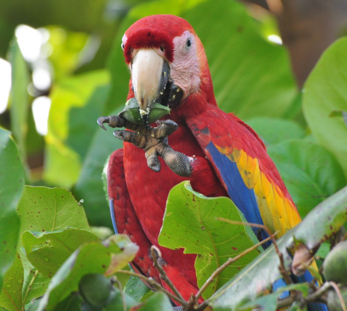 Scarlet Macaw - Raymond Marsh