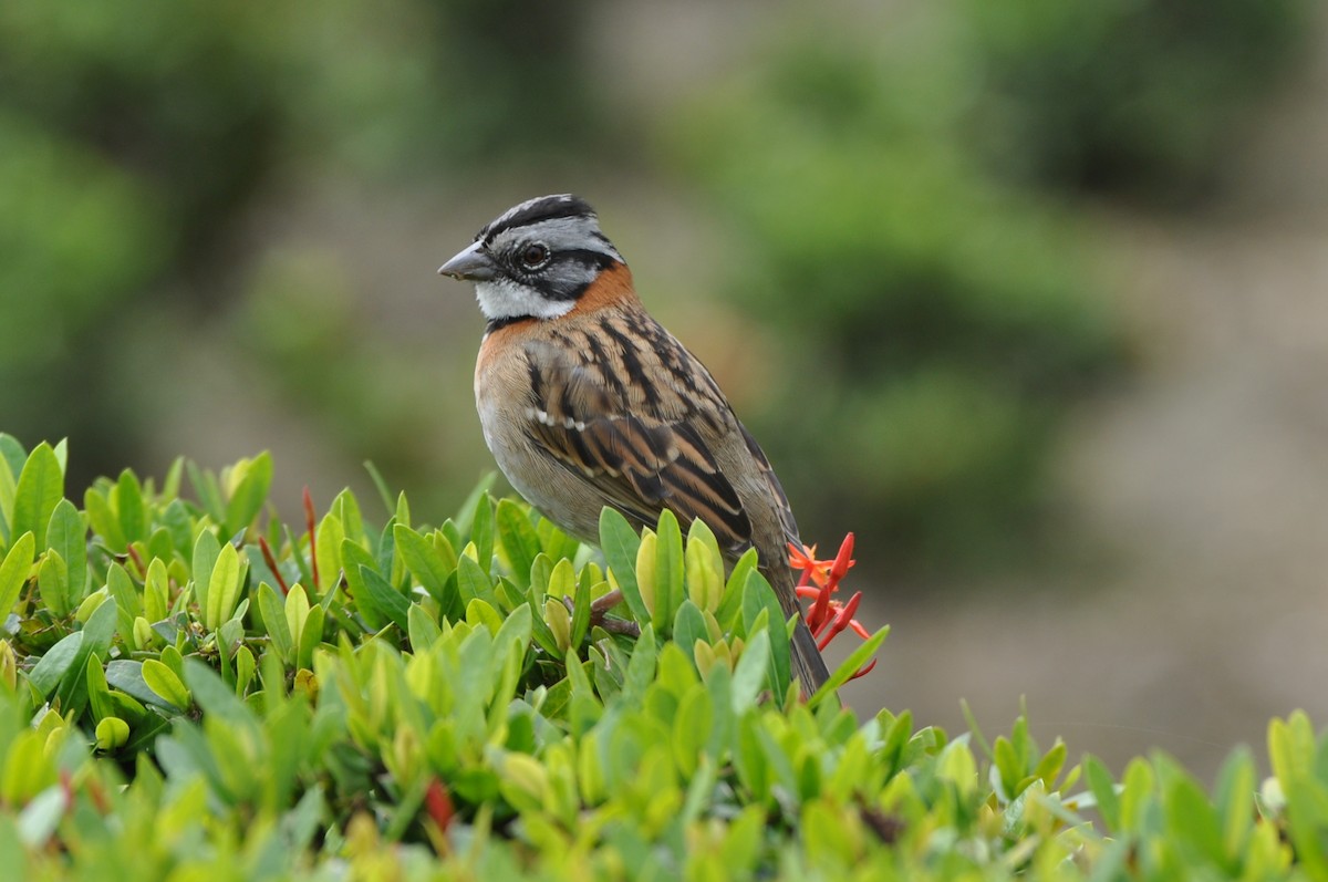 Rufous-collared Sparrow - ML204274051