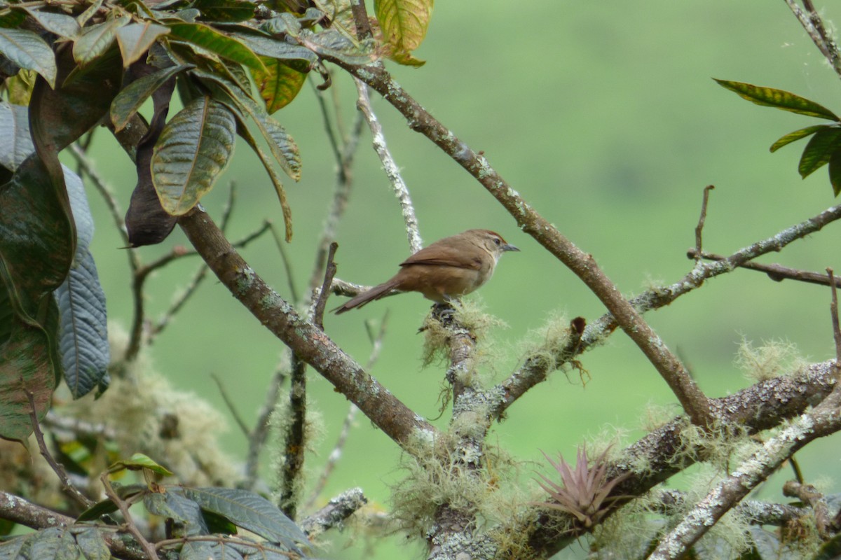 Rufous-fronted Thornbird (Rufous-fronted) - Rich Bayldon