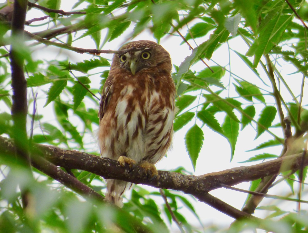 Peruvian Pygmy-Owl - Rich Bayldon