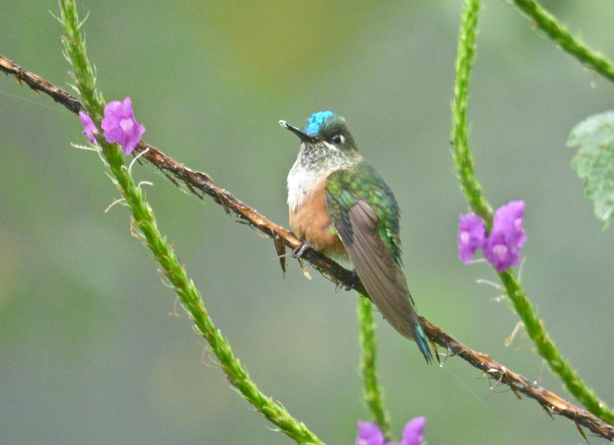 Violet-tailed Sylph - ML204274291