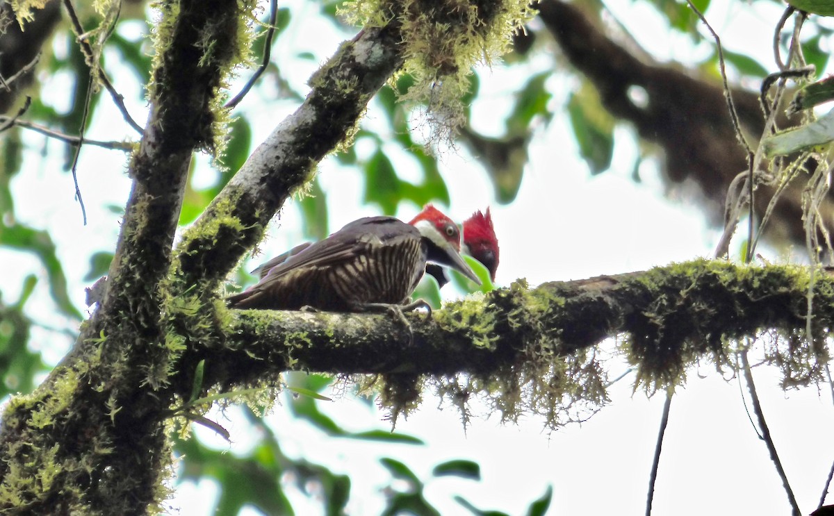 Guayaquil Woodpecker - ML204274301