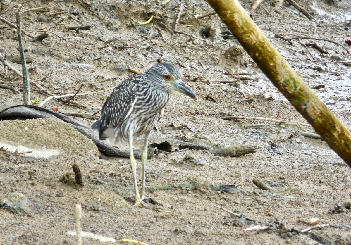 Yellow-crowned Night Heron (Yellow-crowned) - Rich Bayldon
