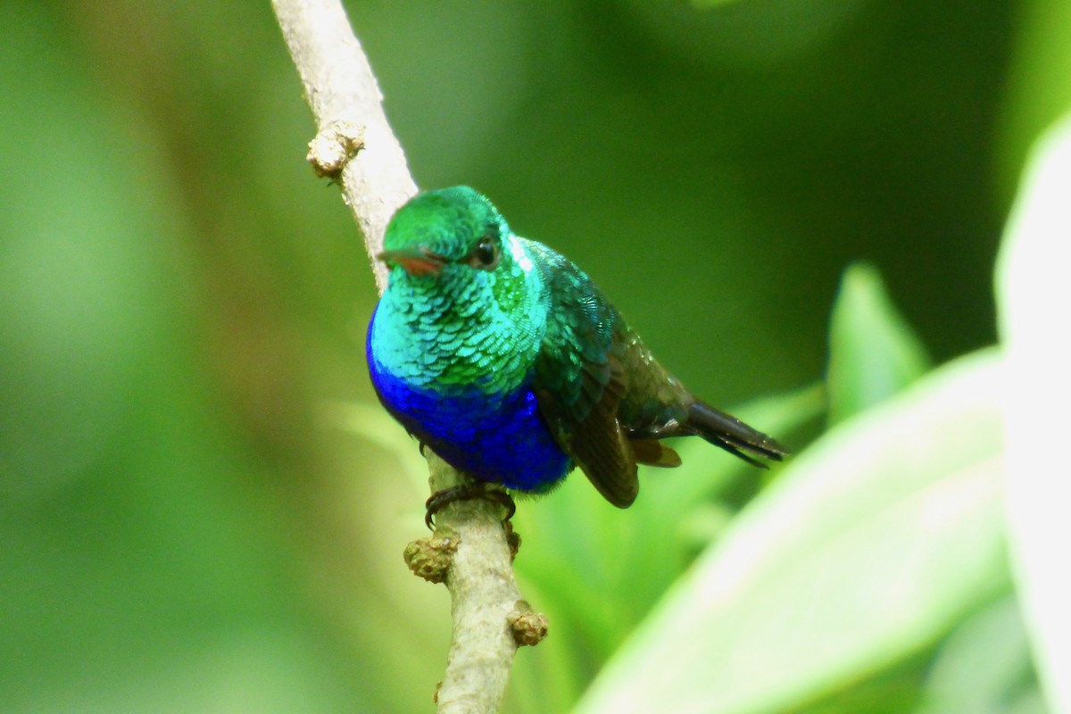 Violet-bellied Hummingbird - Rich Bayldon
