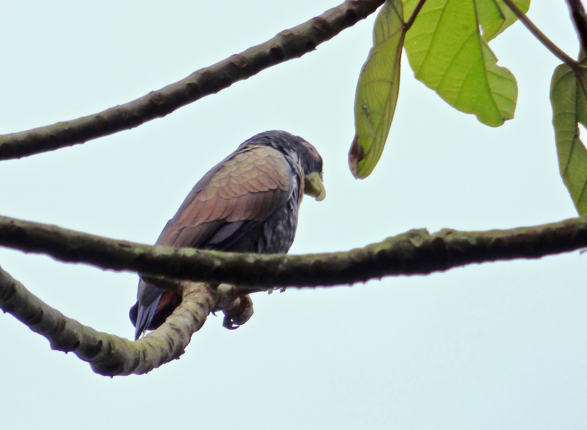 Bronze-winged Parrot - Rich Bayldon