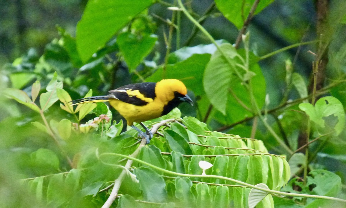 Yellow-tailed Oriole - Rich Bayldon