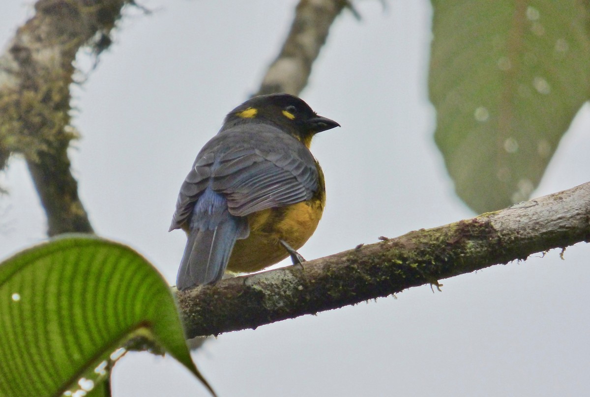 Lacrimose Mountain Tanager (palpebrosus Group) - Rich Bayldon