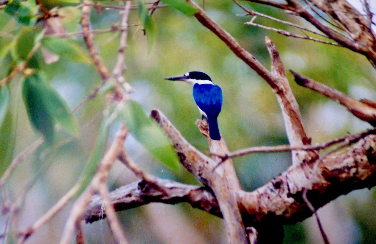Forest Kingfisher - Rich Bayldon