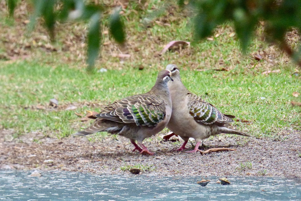Common Bronzewing - Rich Bayldon