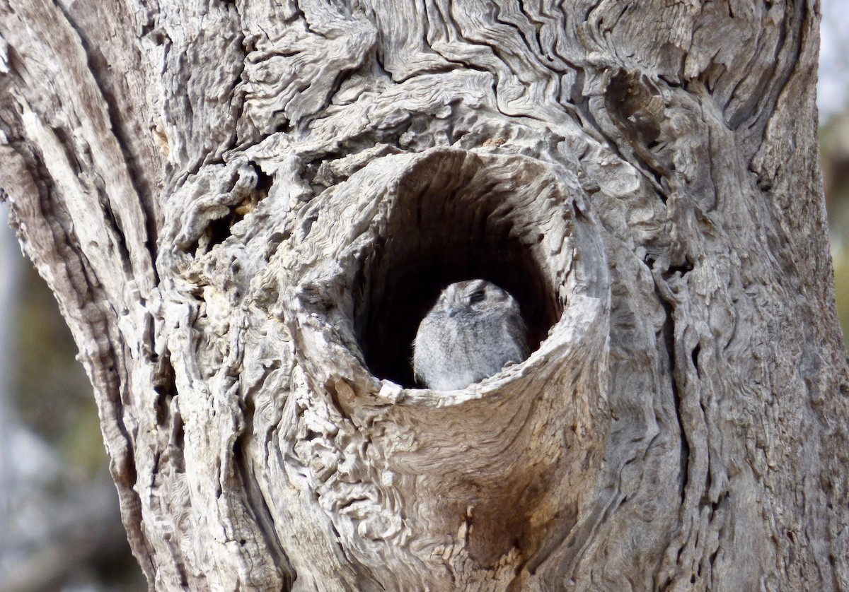 Australian Owlet-nightjar - Rich Bayldon