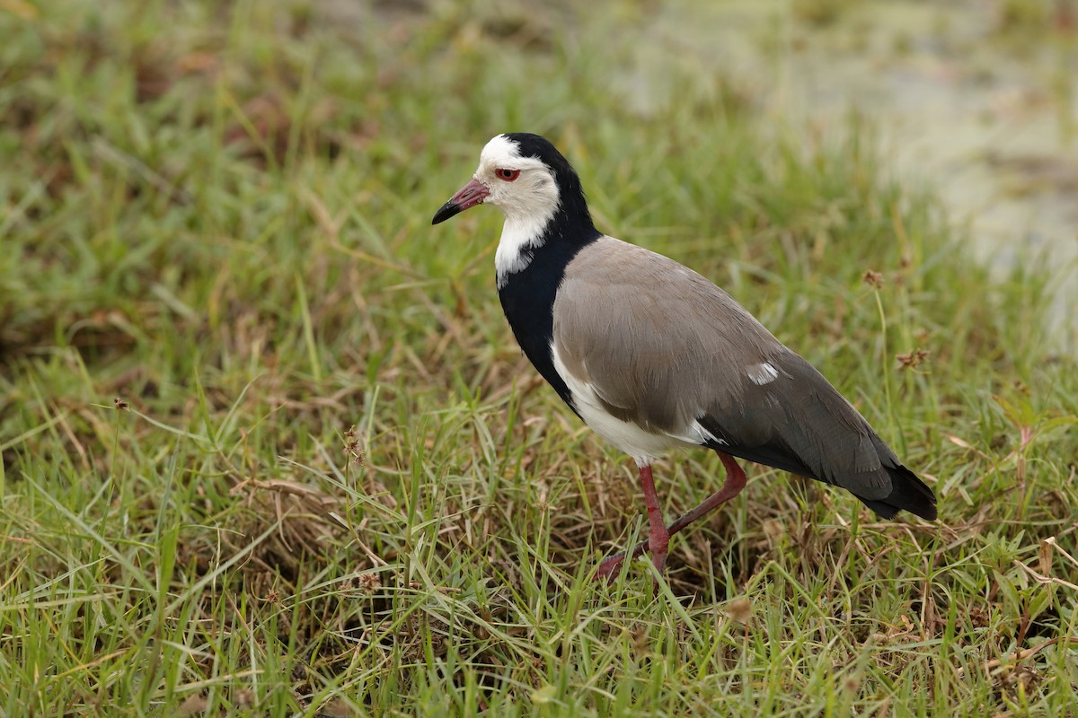 Long-toed Lapwing - Holger Teichmann