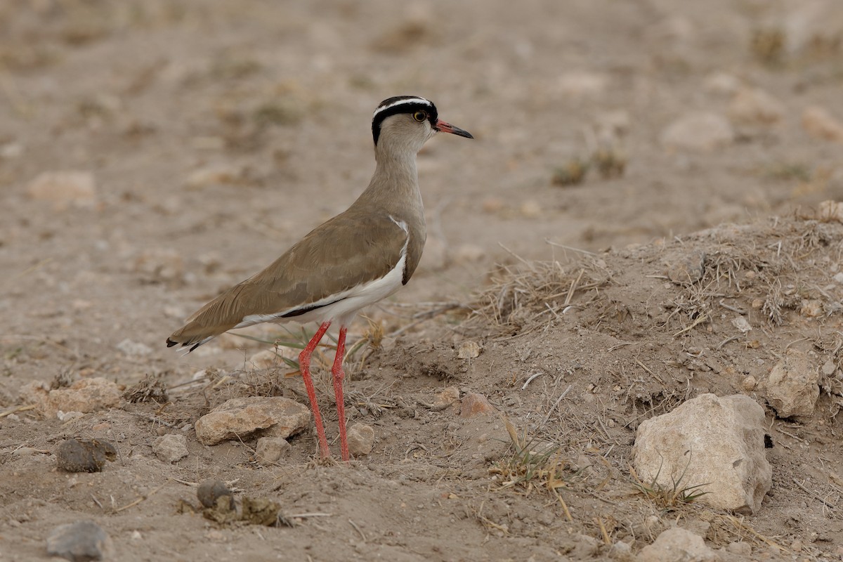 Crowned Lapwing - ML204275431