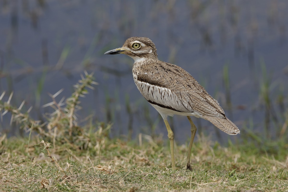 Water Thick-knee - Holger Teichmann