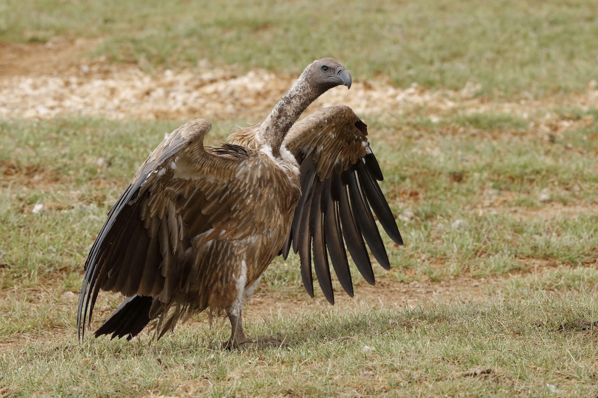 White-backed Vulture - Holger Teichmann