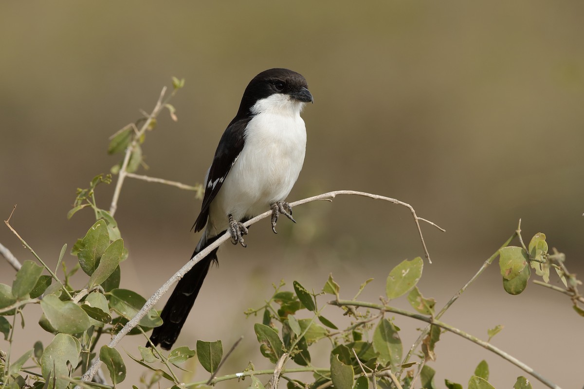 Long-tailed Fiscal - ML204275781
