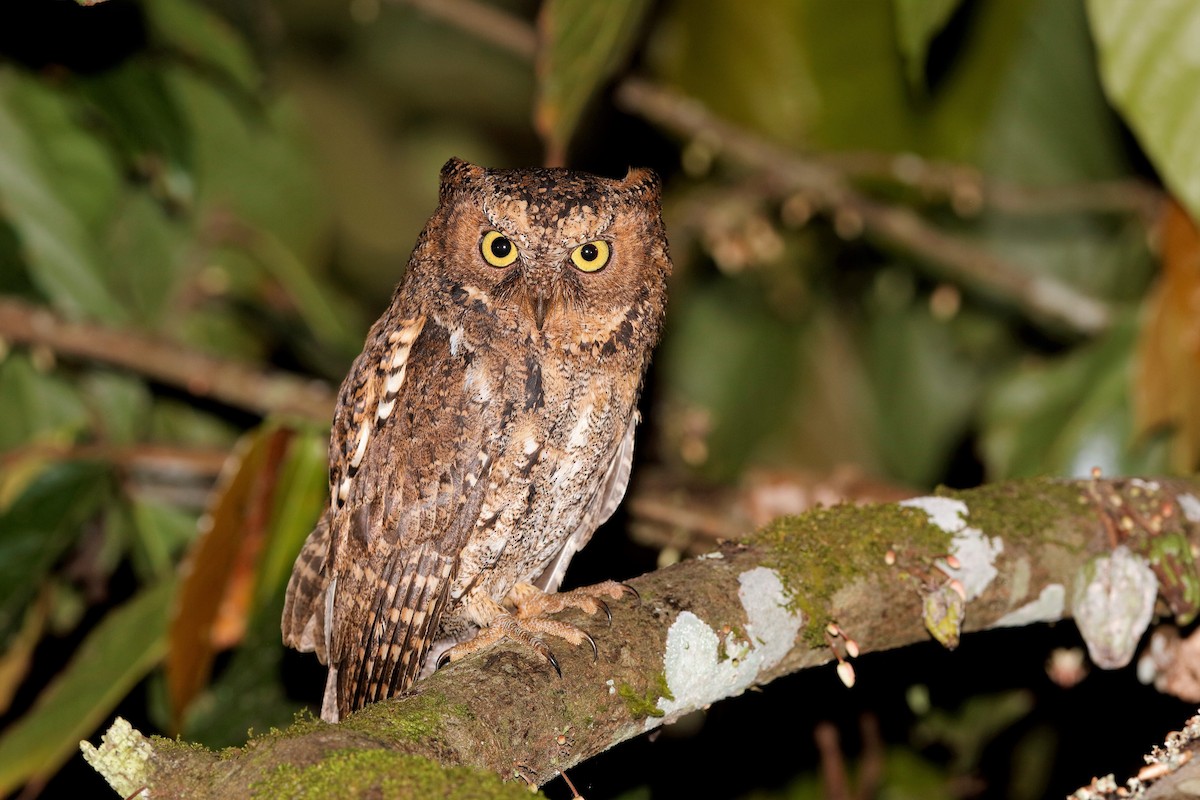 Sulawesi Scops-Owl - Holger Teichmann