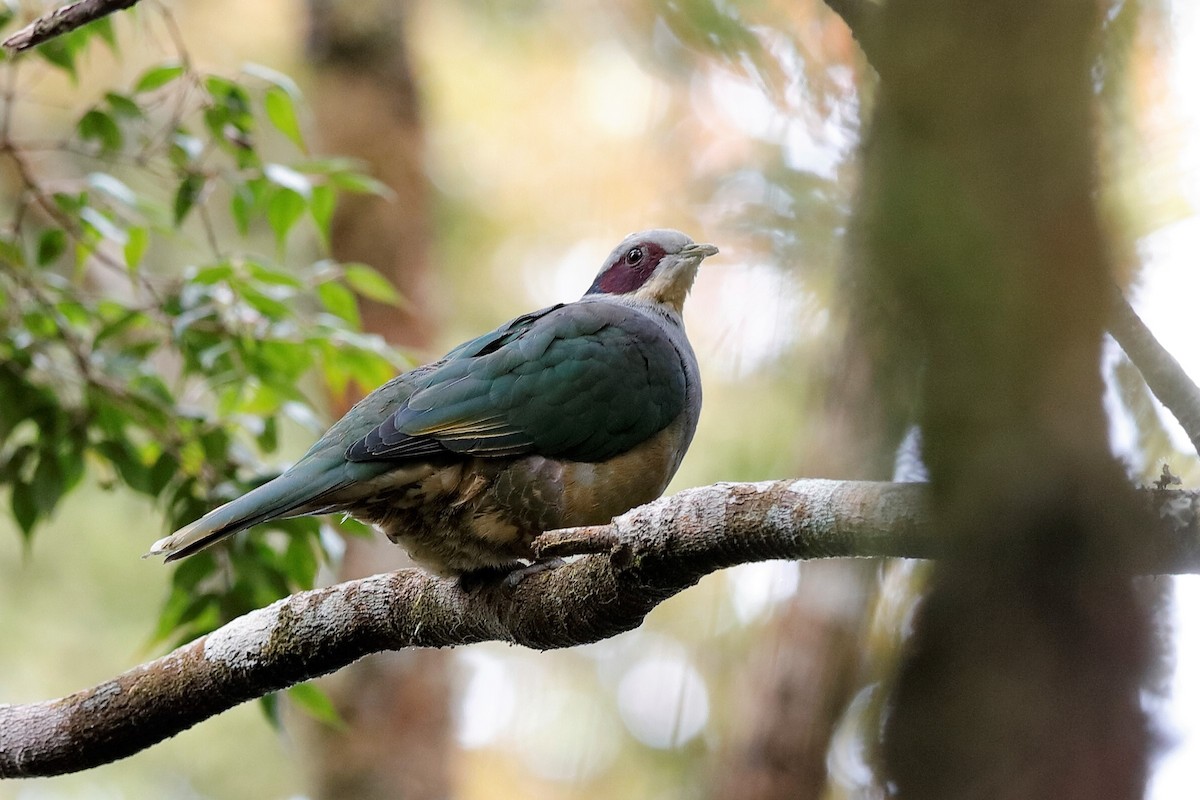 Red-eared Fruit-Dove (Red-eared) - ML204276031