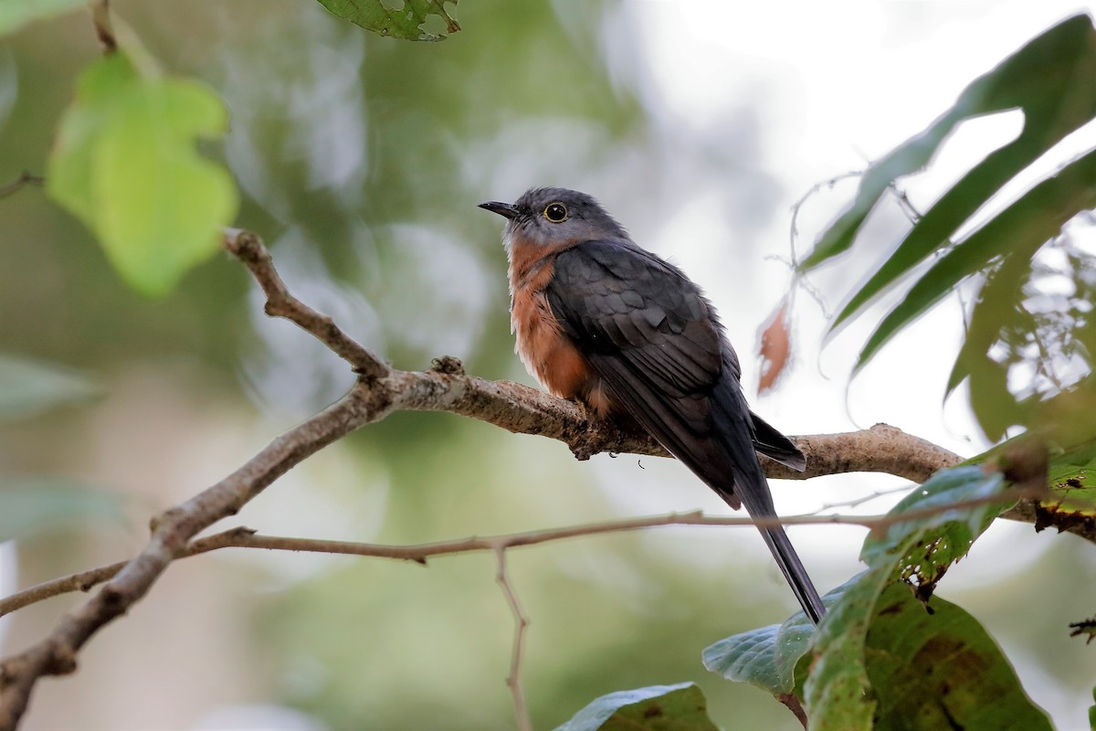 Brush Cuckoo (Sulawesi) - ML204276071