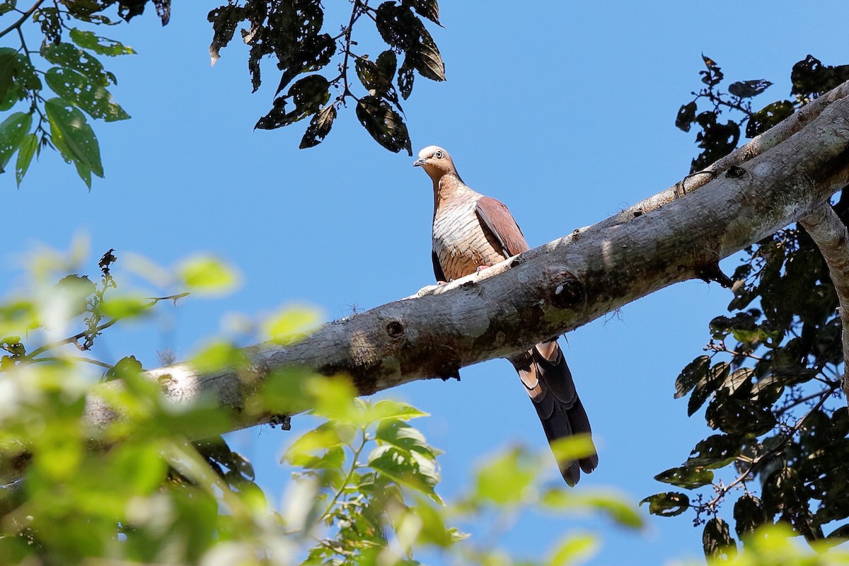 Sultan's Cuckoo-Dove (Sulawesi) - ML204276081