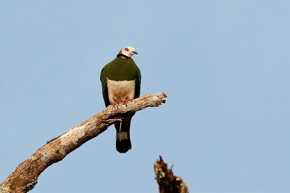 White-bellied Imperial-Pigeon - ML204276111