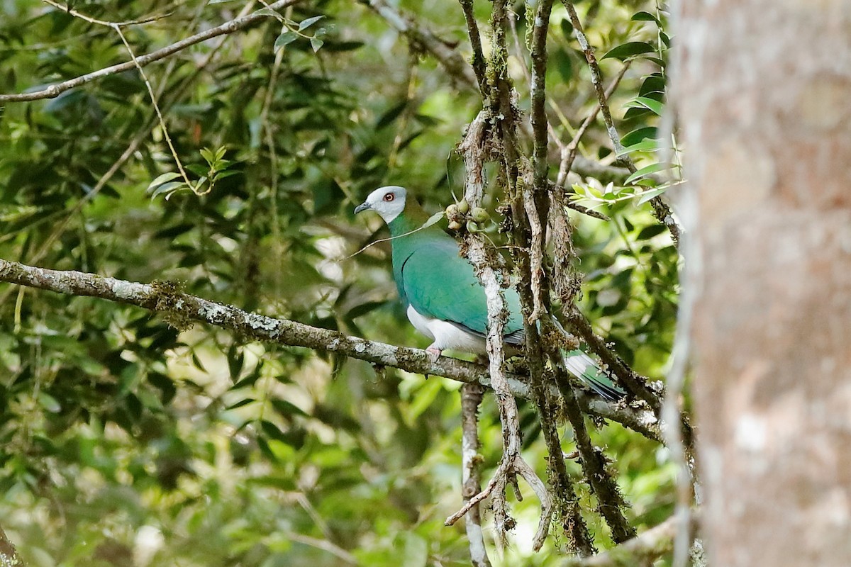 White-bellied Imperial-Pigeon - ML204276121