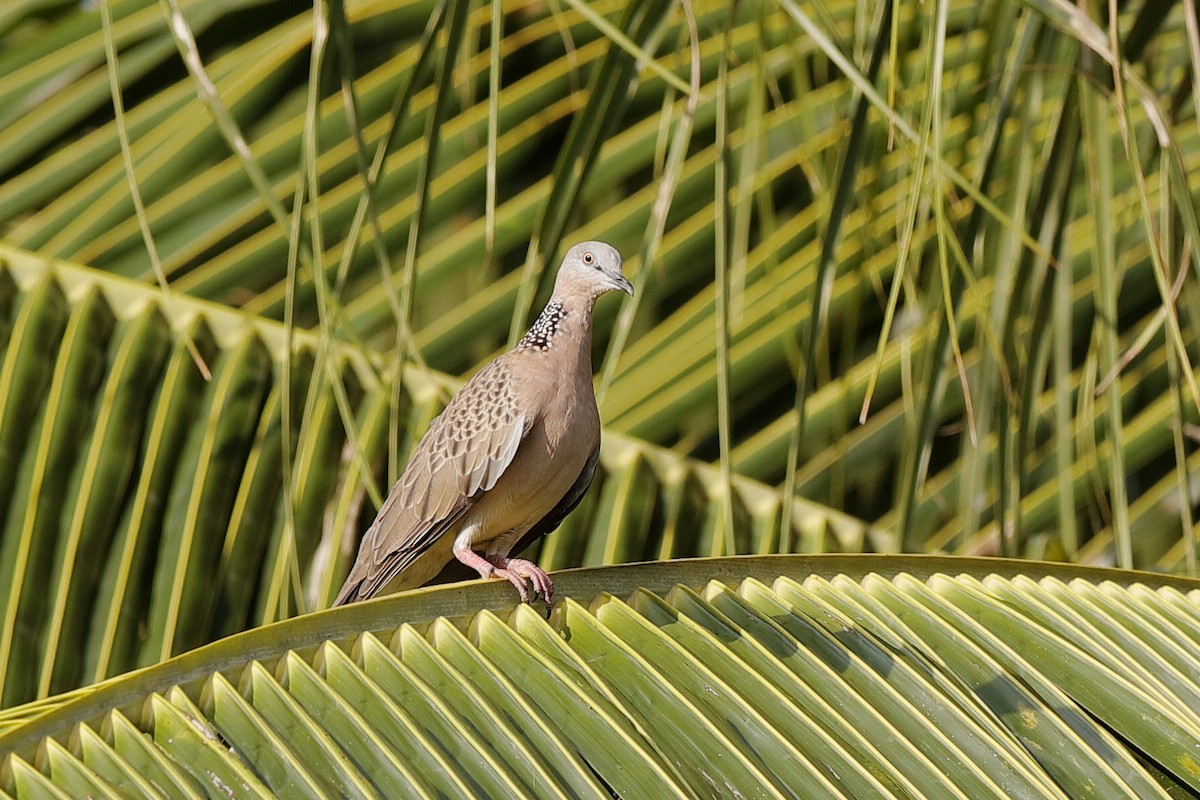 Spotted Dove (Eastern) - ML204276271