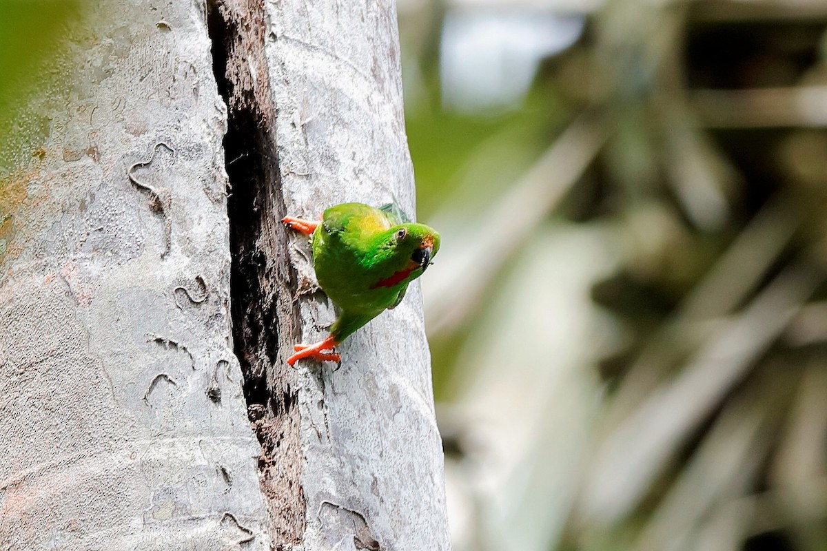 Sulawesi Hanging-Parrot - Holger Teichmann