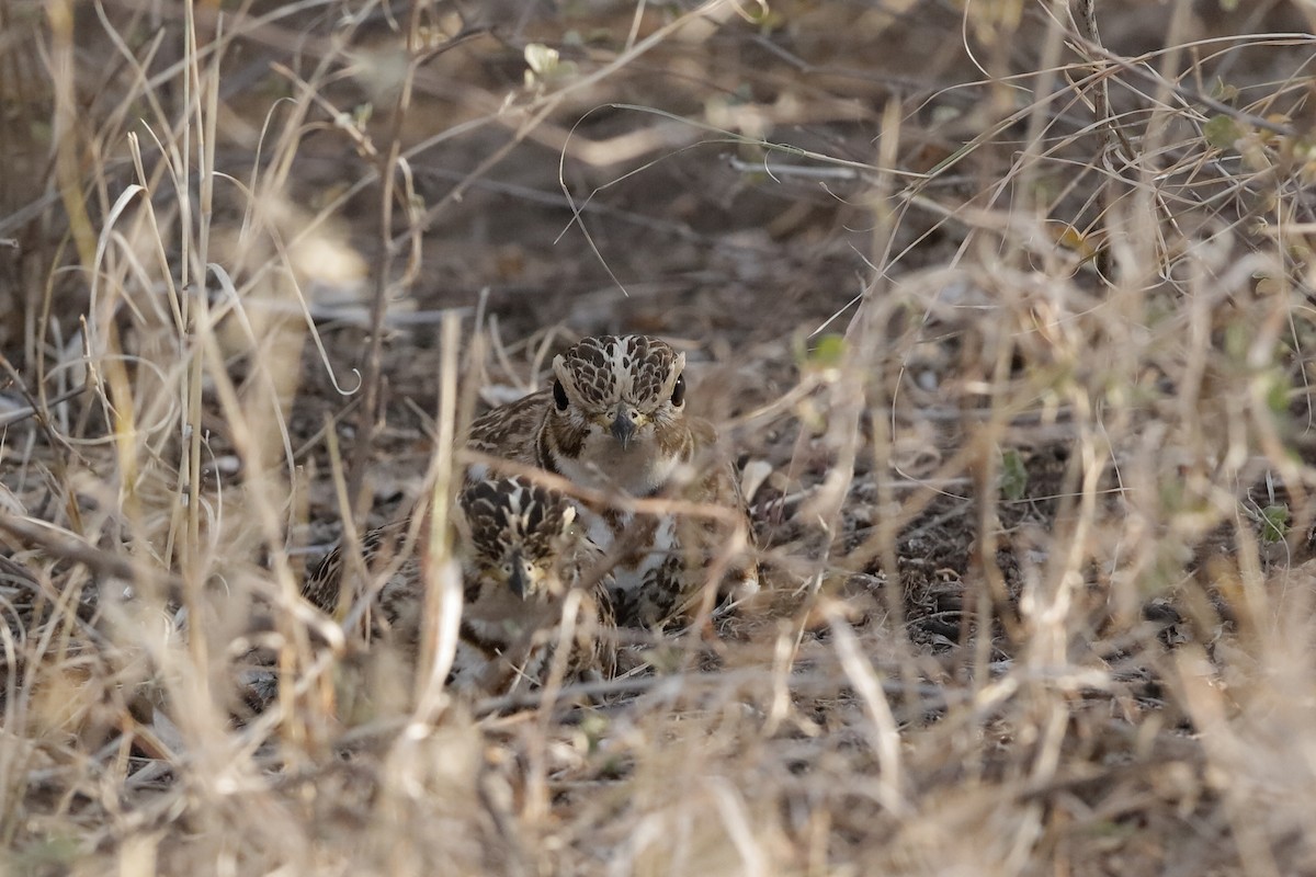 Three-banded Courser - ML204276521