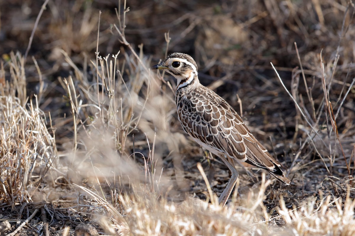 Three-banded Courser - ML204276531