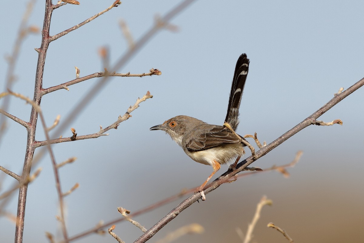 Red-fronted Prinia - ML204276881