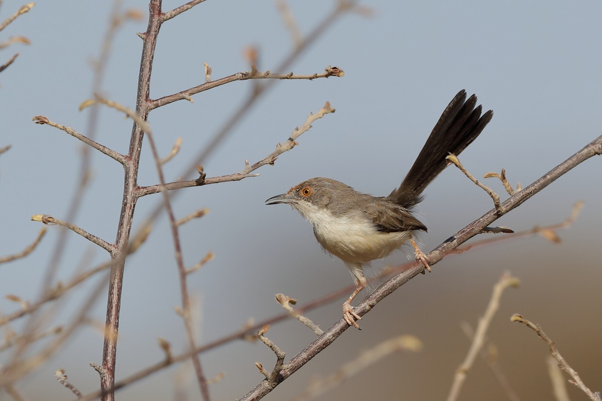 Red-fronted Prinia - ML204276891