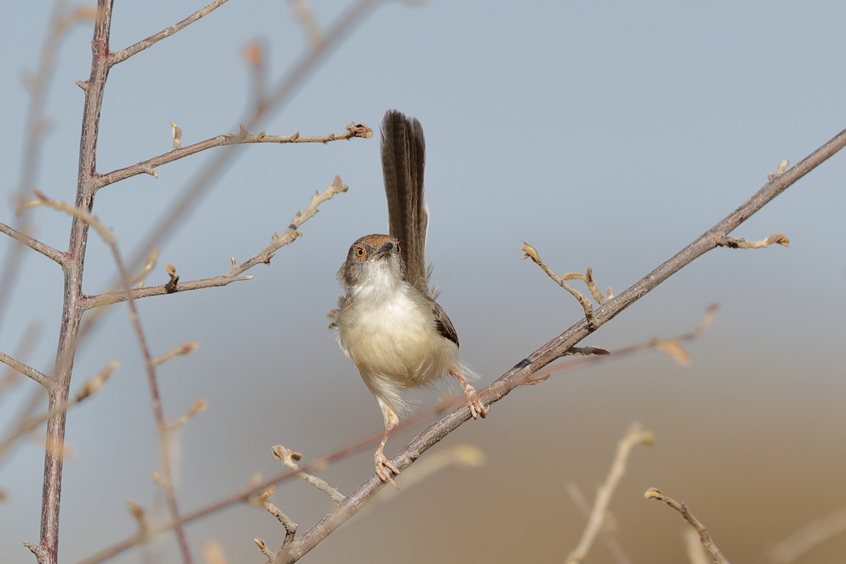 Red-fronted Prinia - ML204276901