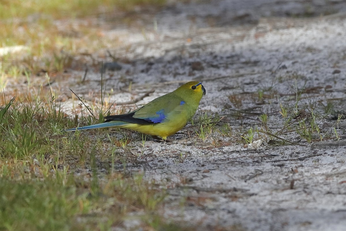 Blue-winged Parrot - ML204276991
