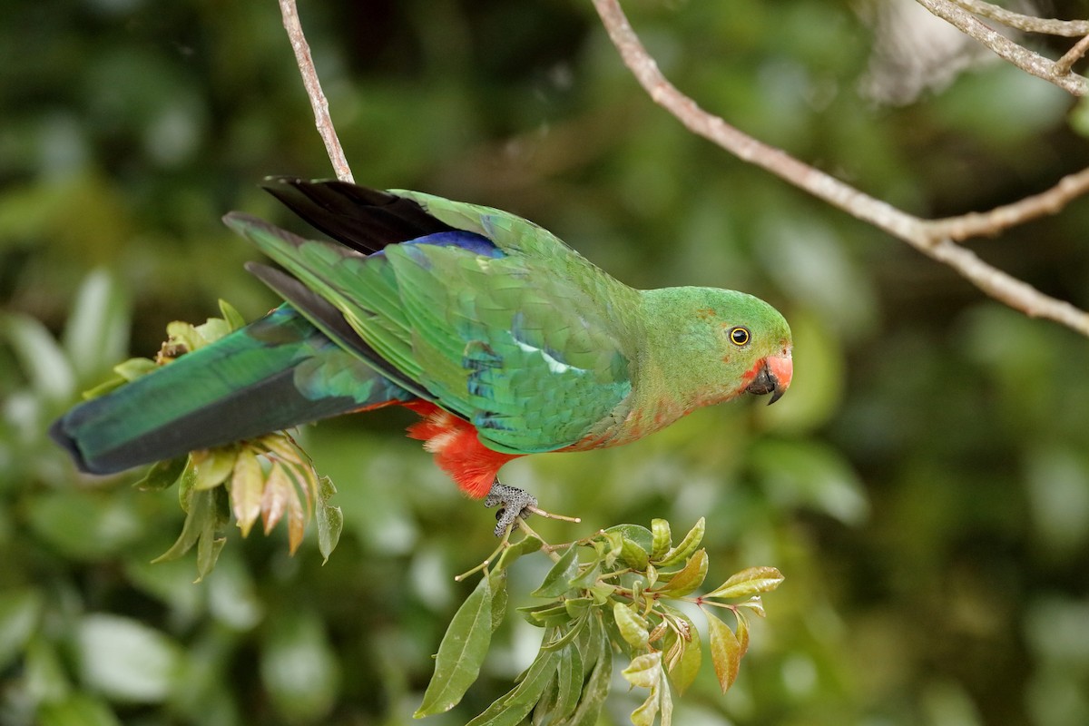Australian King-Parrot - ML204277031